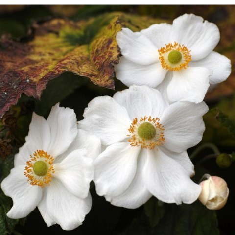 Zawilec - Anemone X Hybrida 'Honorine Jobert'