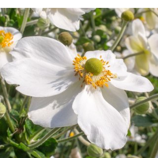 Zawilec - Anemone X Hybrida 'Honorine Jobert'