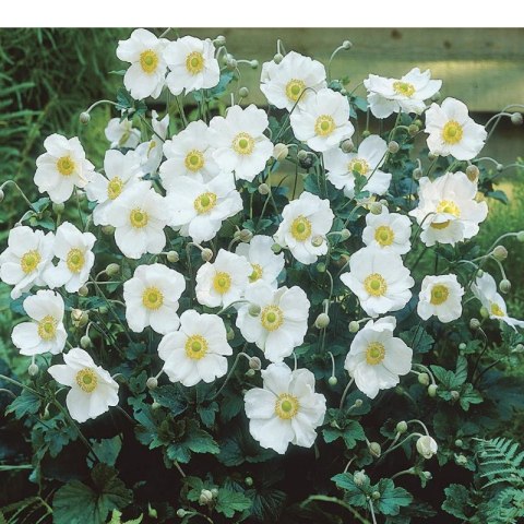 Zawilec - Anemone X Hybrida 'Honorine Jobert'