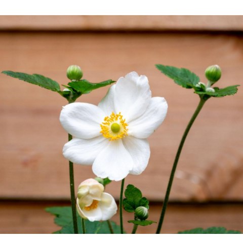 Zawilec - Anemone X Hybrida 'Honorine Jobert'