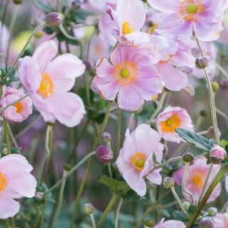 Zawilec - Anemone X Hybrida 'Mont-Rose'