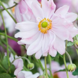 Zawilec - Anemone X Hybrida 'Mont-Rose'