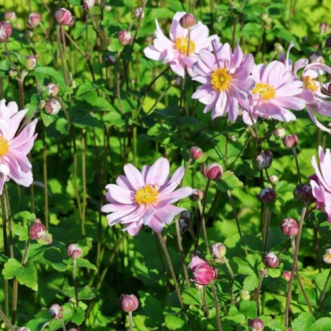 Zawilec - Anemone X Hybrida 'Mont-Rose'