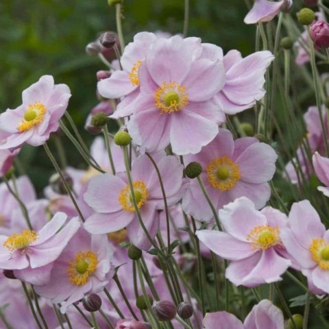 Zawilec - Anemone X Hybrida 'Mont-Rose'