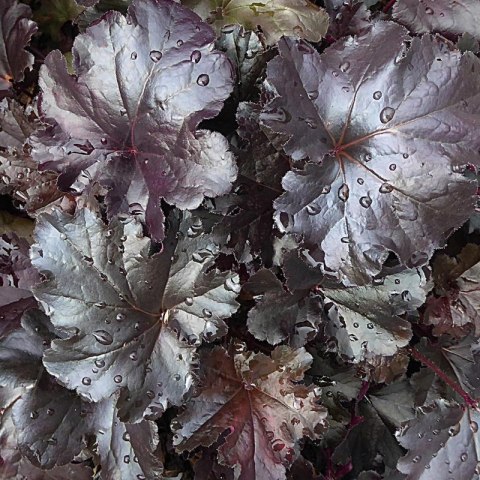 Żurawka - Heuchera 'Black Pearl'