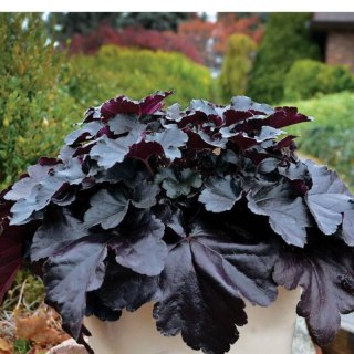 Żurawka - Heuchera 'Black Pearl'