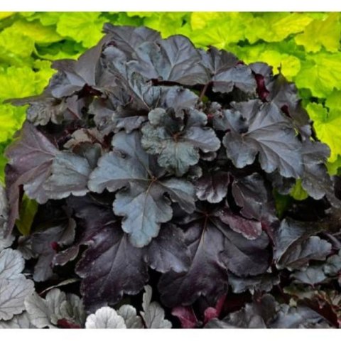 Żurawka - Heuchera 'Black Pearl'